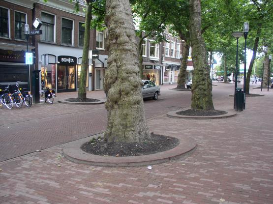 Boomspiegelplint Edy